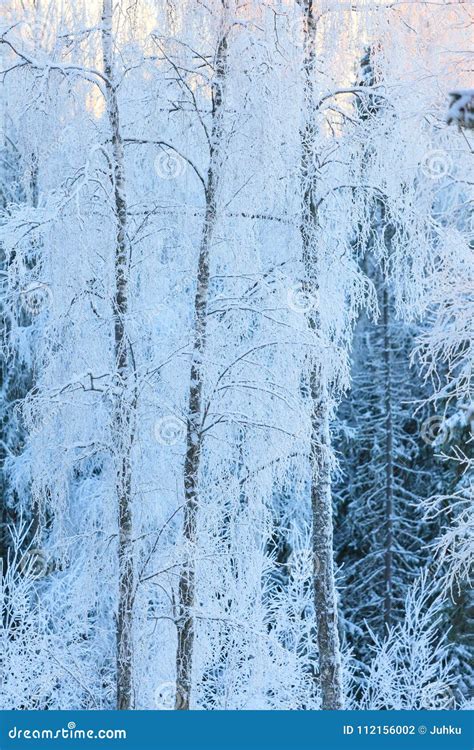 Birch Trees Covered In Frost Snow Stock Photo Image Of Cold Snow