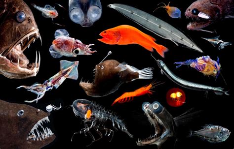 Deep Sea Organisms Us Geological Survey