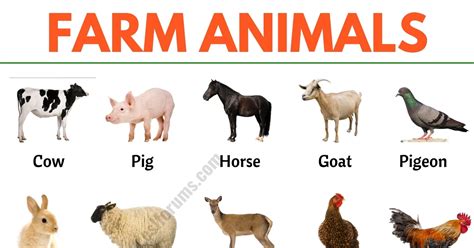Farm Animals Pictures