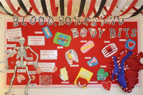 Year 6 Blood Bones And Body Bits Human Anatomy Classroom Display