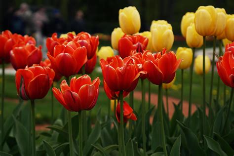 Cập Nhật Hình Nền Hoa Tulip Chuẩn Hd Tuyệt đẹp