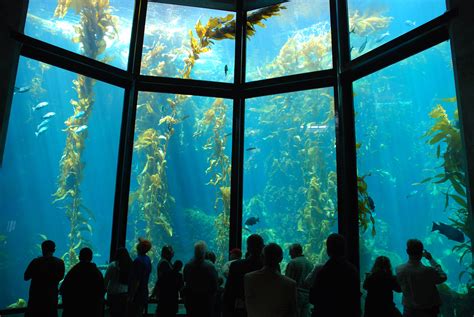 Free Download Huge Kelp Forest Tank Travel Wallpaper And Stock Photo