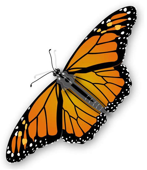 Butterflies Png Hd Free Download Transparent Butterflies Hd Download