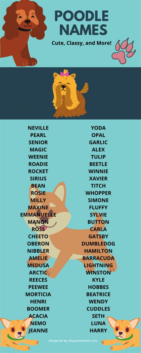 750 Ridiculously Useful Poodle Names For Dogs 2020