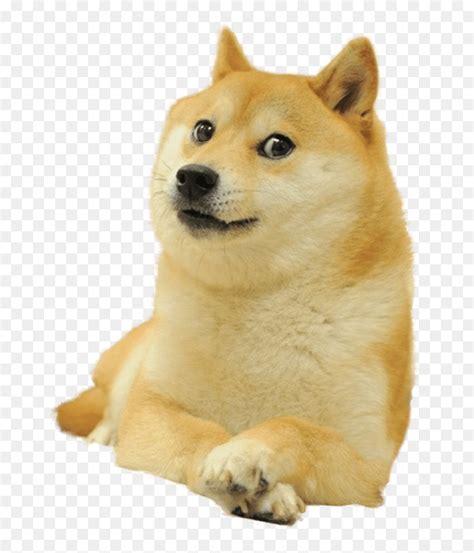 Funny Dog Faces Funny Dogs Cute Dogs Doge Dog Doge Meme Cute Black