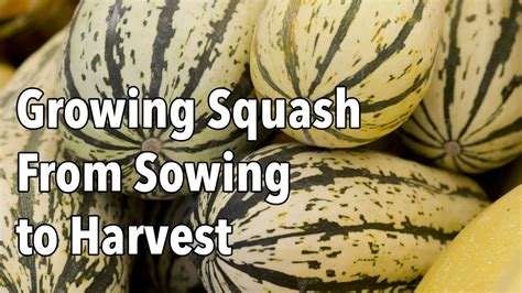 Acorn Squash Growing Stages How To Grow Acorn Squash