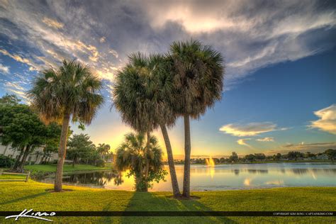 Royal Palm Beach Florida Palm Tree At Park Hdr Photography By Captain