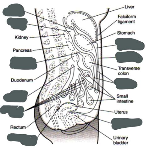 8 Peritoneum Diagram Quizlet