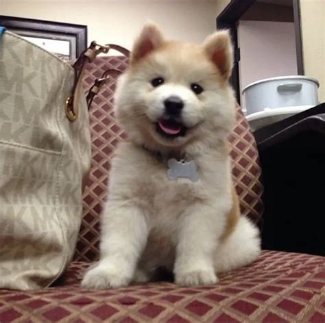 15 Chow Chows Mixed With Husky The Paws