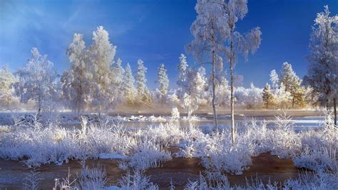 Landscapes Winter Trees Sweden Plants Snow Landscapes Bing