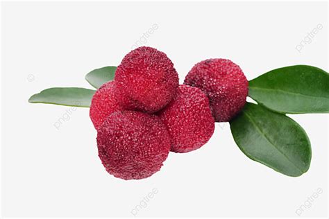Bayberry De Frutas Frescas Png Frutas Frescas Selvagem Waxberry Png