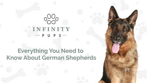 Everything You Need To Know About German Shepherds Infinity Pups