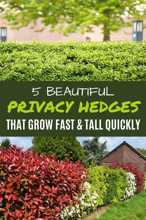 5 Beautiful Privacy Hedges That Grow Fast And Tall Quickly Privacy