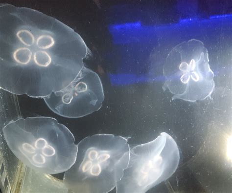 Save The Bay Aquarium 2022 Moon Jellyfish Zoochat