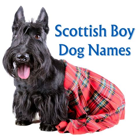 Scottish Boy Dog Names Big List Of Scottish Male Dog Names And