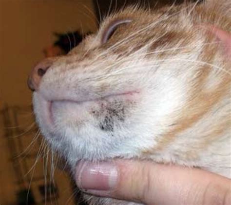 He Has Black Scabs That Form On His Chin Tiger Age 6 Tiger Is An