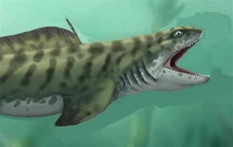 Diplodoselache Ancient Shark From The Carboniferous Period