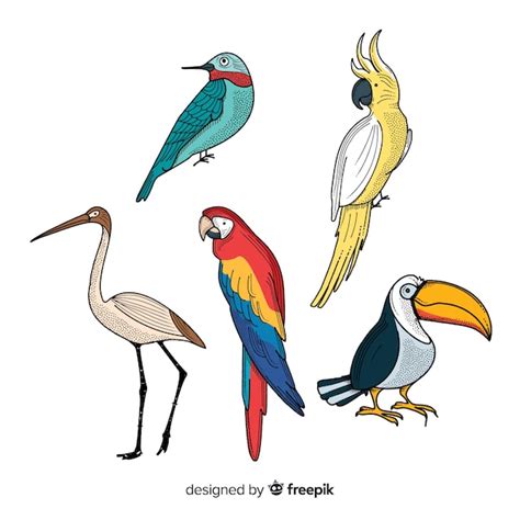 Colección De Aves Exóticas Dibujadas A Mano Vector Gratis