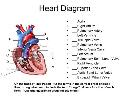 32 Structure Of The Heart Worksheet Answers Worksheet Project List