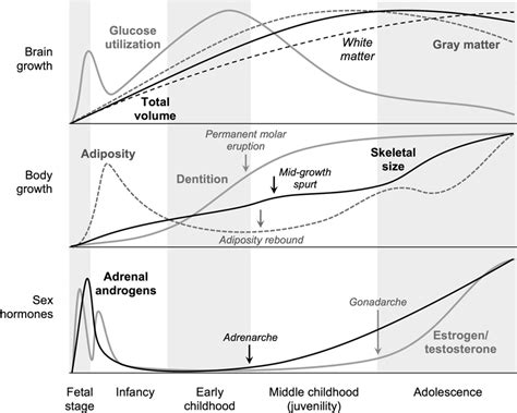 Developmental Trajectories Of Human Growth And Sex Hormones Production