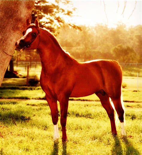 A Brief History Of The Arabian Horse In Australia Arabian Horse