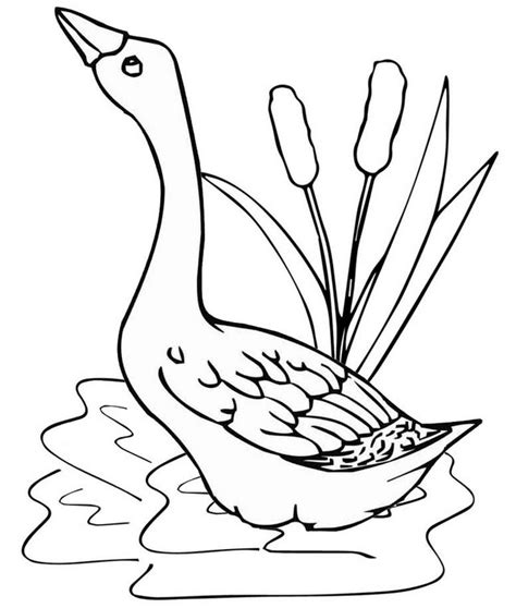 7 watchers111 page views13 deviations. goose in a pond coloring page