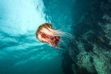 Lion's mane jellyfish are found in cooler waters, usually less than 68 degrees f. Unimaginably Wonderful Facts About the Lion's Mane Jellyfish - Animal Sake