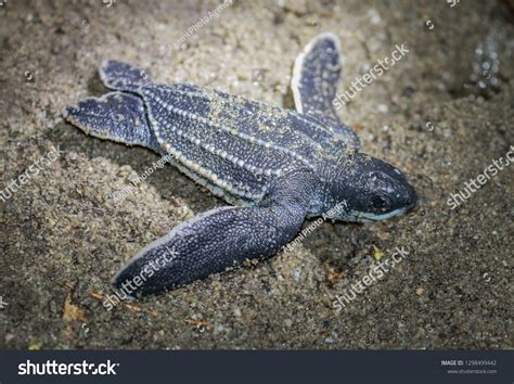 Leatherback Sea Turtle Dermochelys Coriacea Caribbean Stock Photo