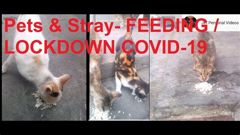 Pets And Stray Feeding Lockdown Covid 19 Youtube