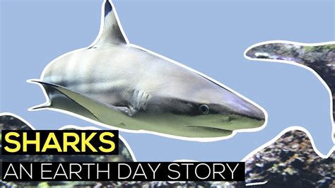 Sharks An Earth Day Story Youtube