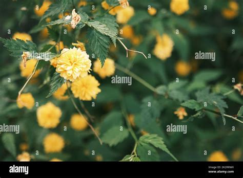 Rosa Canaria Kerria Japonica Es Un Arbusto Caducifolio Y Plantas