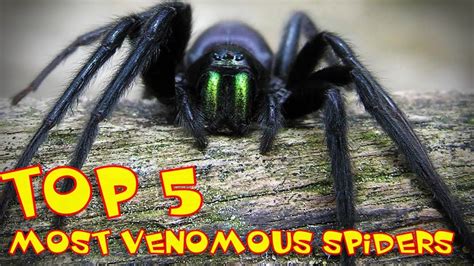 Top 5 The Most Venomous Spiders In The World Youtube