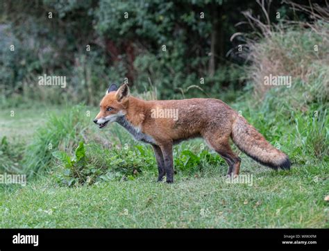 Red Fox Vulpes Vulpes Captive Animal Stock Photo Alamy
