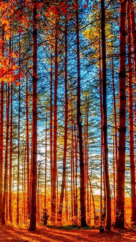 Autumn Forest Tall Trees Iphone 6 Wallpaper Hd Free