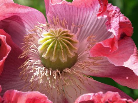 Images Gratuites Fleur Pétale Floraison Rose Fermer Flore