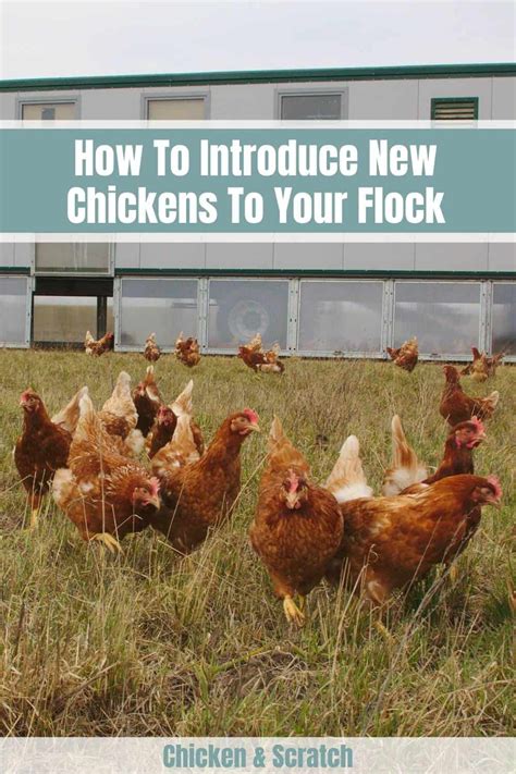 5 methods to introduce new chickens to your flock