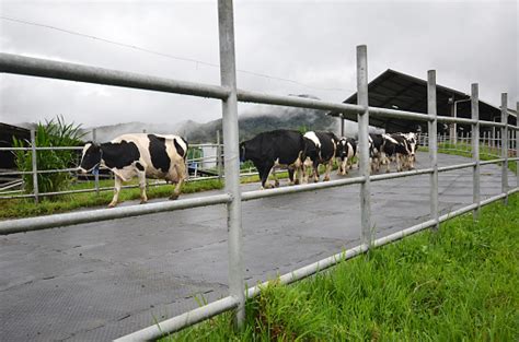 Dari sandakan kami gerak jam 10pagi dan kami sampai kat kundasang jam 3. Cattles At Desa Dairy Farm Kundasang Sabah Stock Photo ...