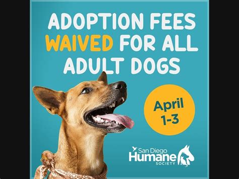 San Diego Humane Society Waives Adoption Fees This Weekend Oceanside