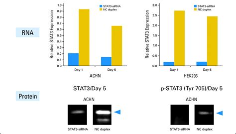 Stat3 Polymorphism Predicts Interferon Alfa Response In Patients With