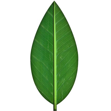 Green Leaf Texture By Spiralgraphic On Deviantart