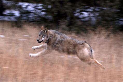 Colorado Has Released 10 Gray Wolves Into The Wilderness The Predator