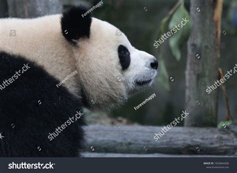 Closeup Fluffy Giant Pandas Face China Stock Photo 1024664266