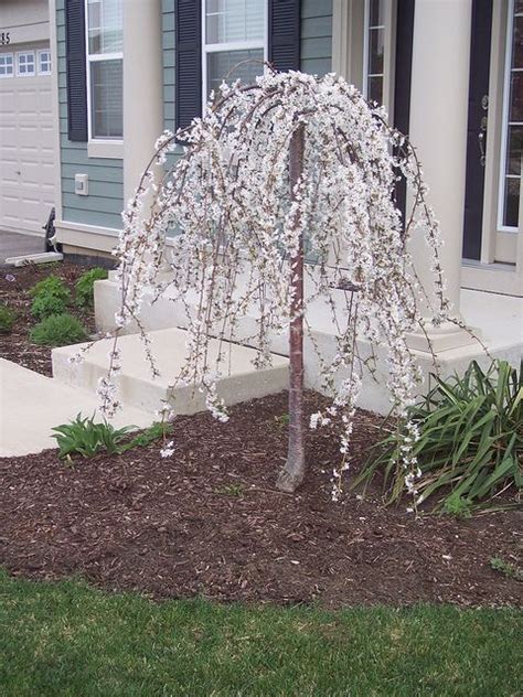 Dwarf Japanese Trees For Landscaping Weeping Dwarf Cherry Tree