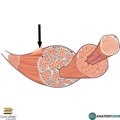 Epimysium Muscular Musculoskeletal Anatomyzone