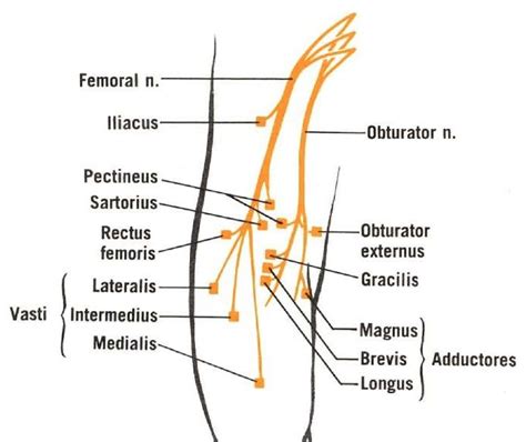 Vastus Lateralis Anatomy Orthobullets