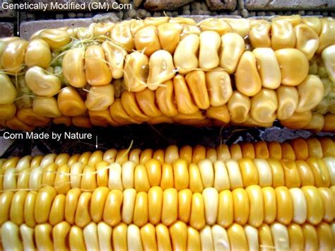 Genetic modification is a contentious issue. Contemporary Issue #1: GM food(s) pros and cons | Gmo corn ...