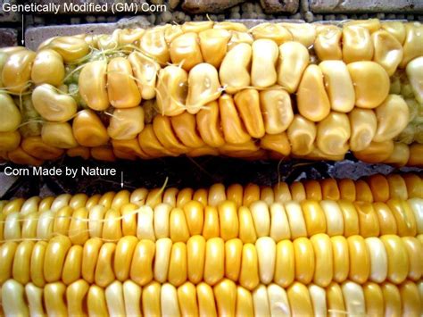 Because genetic modification can make plants resistant to disease and tolerant of herbicides, the process can increase the amount of food that farmers are able to grow. Contemporary Issue #1: GM food(s) pros and cons | Gmo corn ...