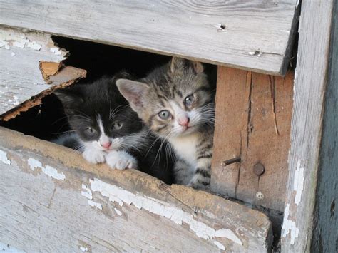 Barn Cat Adoption Application Ninth Life Cat Rescue