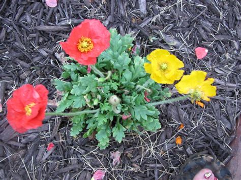 From Seed to Jar: Color Change Poppies?