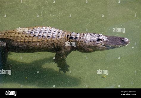 Alligator Swimming In Green Water Stock Photo Alamy